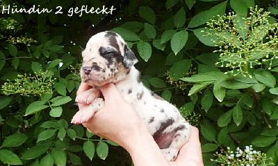 ....................... Vom Waldfrieden