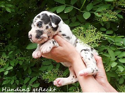 Wittmann & Lebrecht Cooperation Vom Waldfrieden