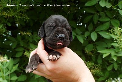 Witch Vom Waldfrieden