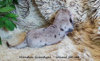 ................ Vom Waldfrieden