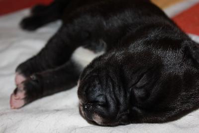 Dayk vom Hause Rawert