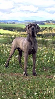 Balu Vom Herstallturm