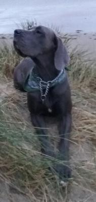 Perle Von Den Elf Quellen