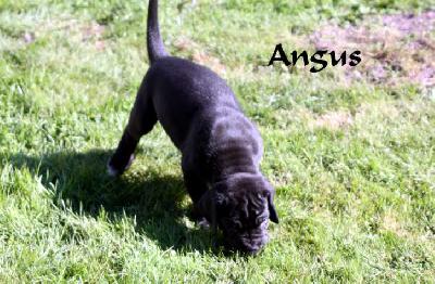 Angus ad Fontes
