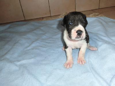 Nemu VON BAVARIA A.M.