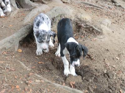 Nemu VON BAVARIA A.M.