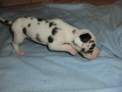 Nepumuk VON BAVARIA A.M.