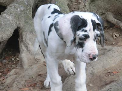 Nepumuk VON BAVARIA A.M.