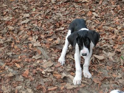 Nala VON BAVARIA A.M.