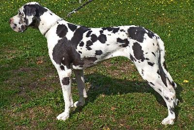 Ivana vom Sch�ntal