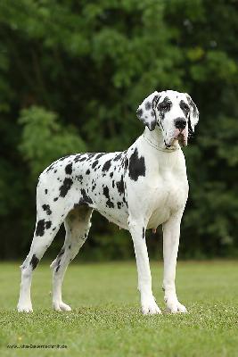 Cleopatra von Gloria Rosaria