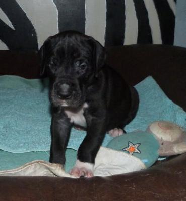 Stauffenberg von der Wolfsh�hle