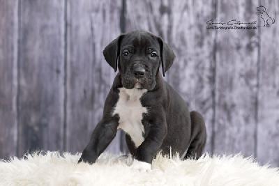 Stauffenberg von der Wolfsh�hle