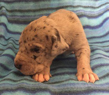 Shades of Grey von der Wolfsh�hle