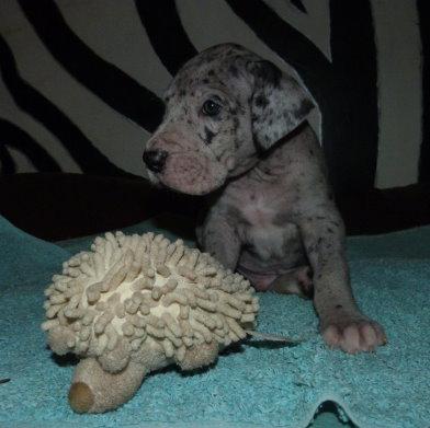 Shades of Grey von der Wolfsh�hle