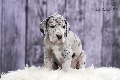 Shades of Grey von der Wolfsh�hle