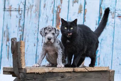 Sugar von der Wolfshhle