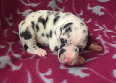 Santa Maria von der Wolfsh�hle