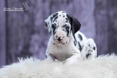 Santa Maria von der Wolfshhle