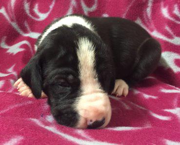 Sieben von der Wolfsh�hle