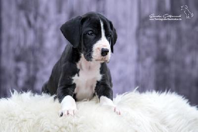 Surfer-Daisy von der Wolfshhle