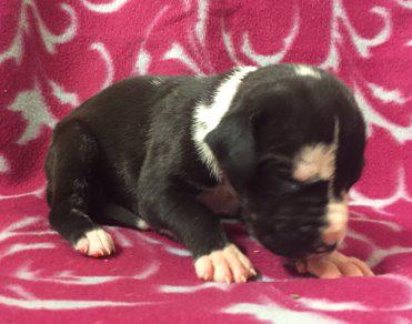Sula von der Wolfsh�hle