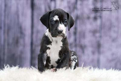 Sula von der Wolfsh�hle