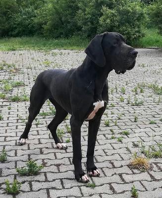 Paprika VOM KÖNIGSLAND