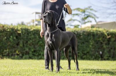 Ch Taira vom Frankenland