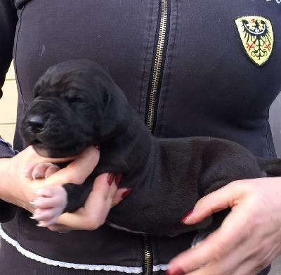 G-Buddy Von Schlesien