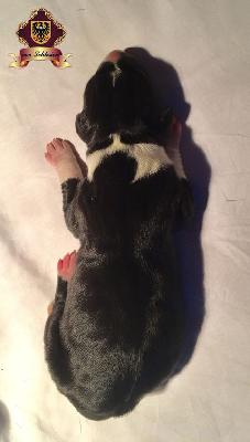 G-Lord Hagar Von Schlesien