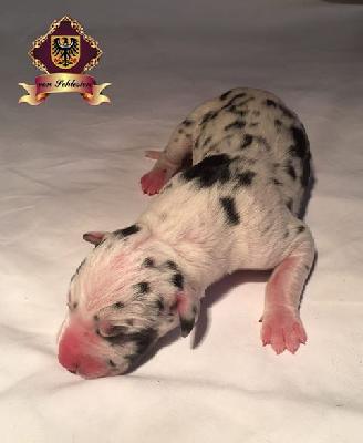 Great-Boba Von Schlesien