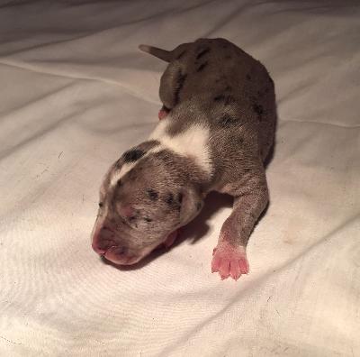 Gina-Eva Von Schlesien