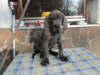 Orion von BAVARIA A.M.