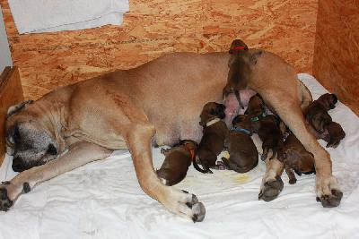 Edelmann Lancelot vom Hause Rawert