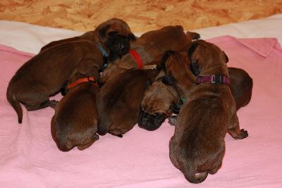 Etenia vom Hause Rawert