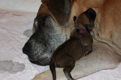 Eliza vom Hause Rawert