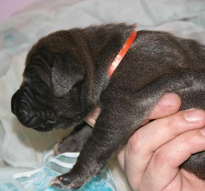 Kajus vom Hause Rsch