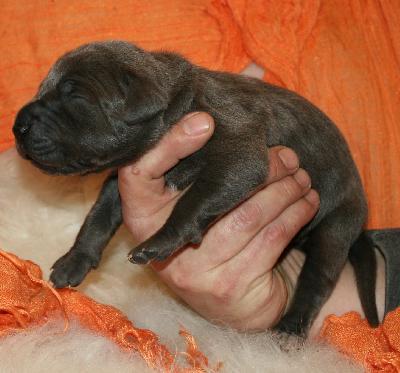 Kiss vom Hause R�sch