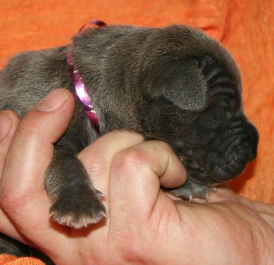 Kaila vom Hause R�sch