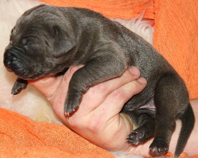 Kacey vom Hause R�sch