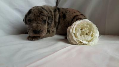 H-Pepe Von Schlesien