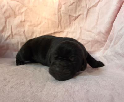 Hadrian Von Schlesien