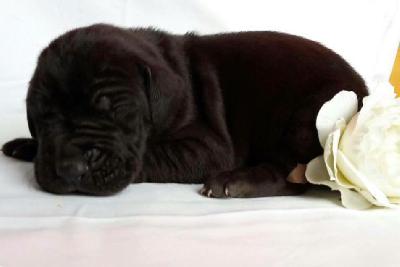 H-Thunder Von Schlesien