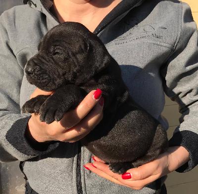 H-Thunder Von Schlesien