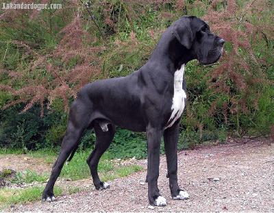 Jaroslav D�Iskandar