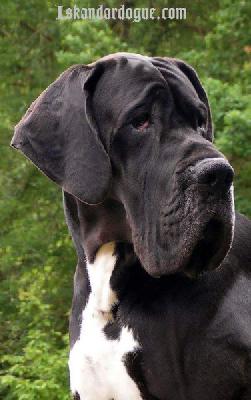 Jaroslav D�Iskandar