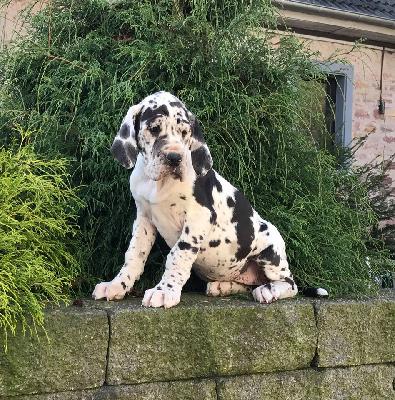 I-Frankie Von Schlesien