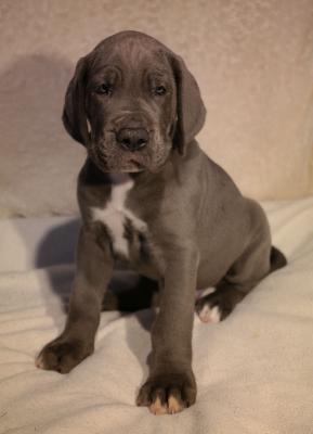 Michel vom Ysenburger Bergland