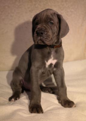 Max vom Ysenburger Bergland